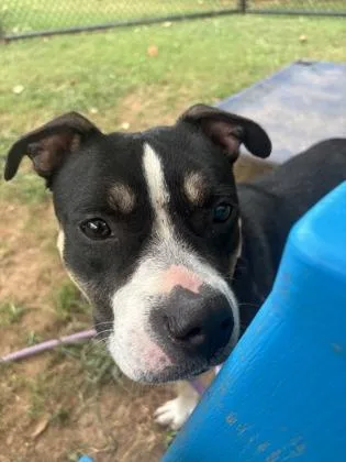 An adult medium-sized female Mixed Breed dog named Filipa for adoption in Chamblee, GA