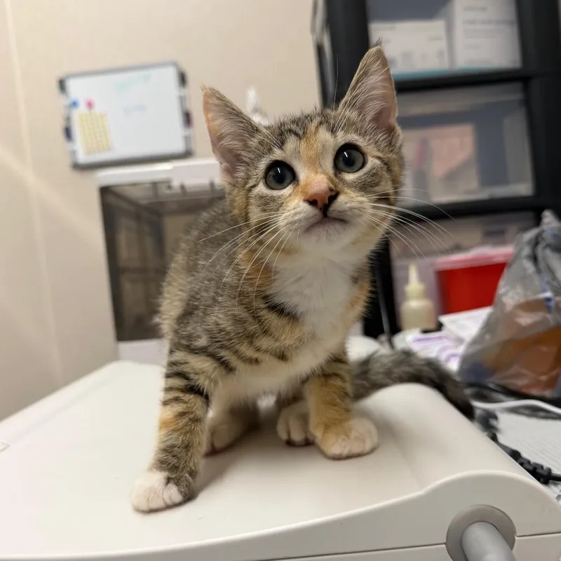 A baby small-sized female Calico Domestic Short Hair cat named Duchess Zoomies for adoption in Morganton, NC