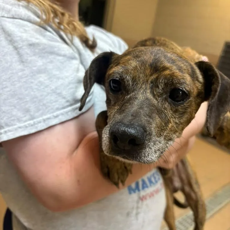 An adult small-sized male Brindle Mixed Breed dog named Macchiato for adoption in Gadsden, AL