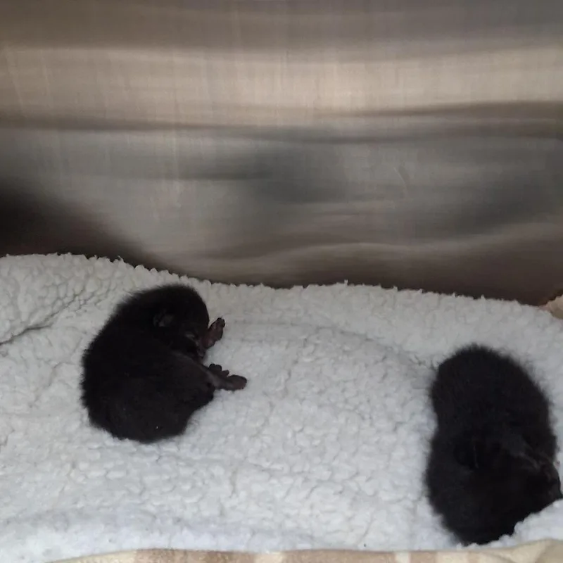 A baby small-sized male Black Domestic Short Hair cat named Marte for adoption in West Palm Beach, FL
