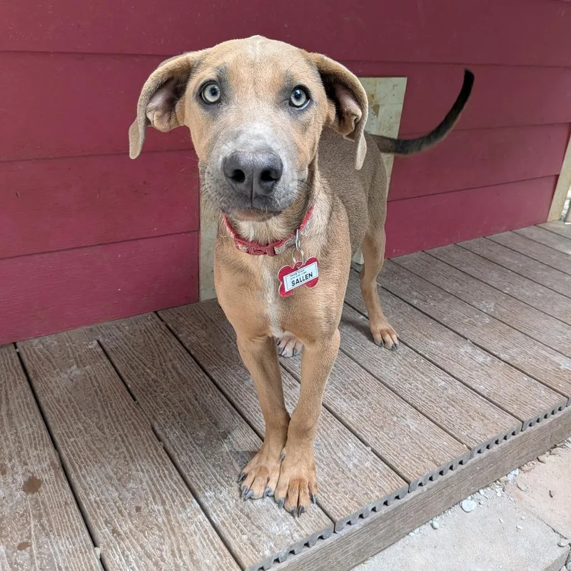 A young medium-sized female Brown / Chocolate Retriever dog named Sallen for adoption in Wake Forest, NC