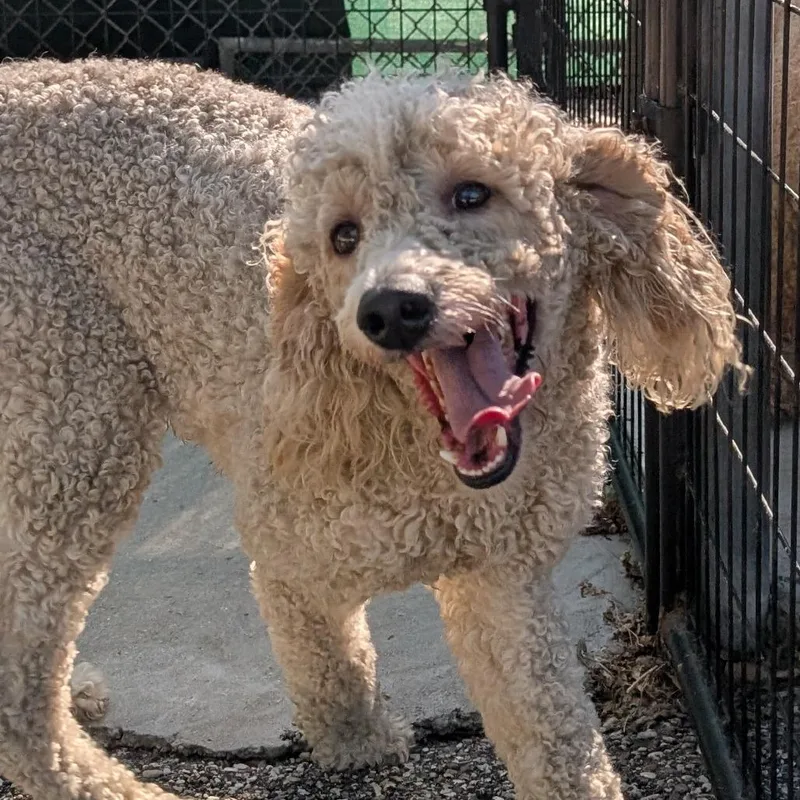An adult medium-sized male Brown / Chocolate Mixed Breed dog named Dash for adoption in West Olive, MI