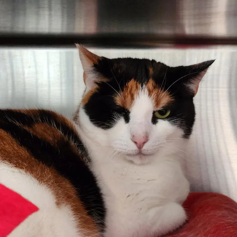 An adult large-sized female Calico Domestic Short Hair cat named Soy for adoption in Grand Rapids, MI