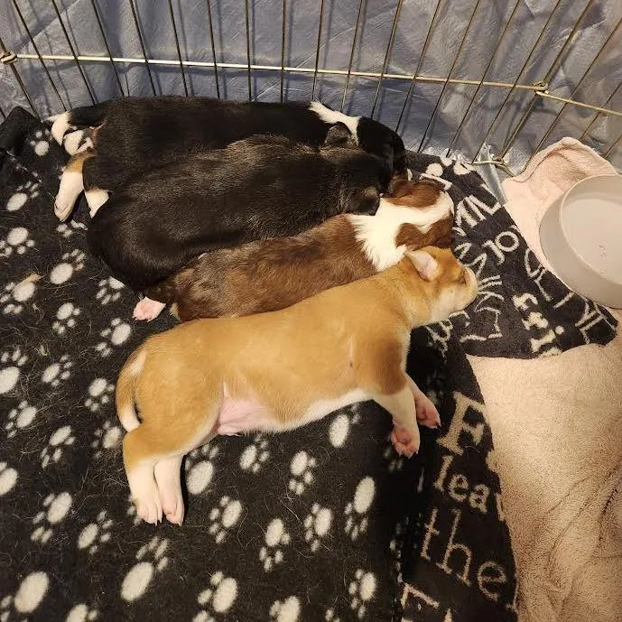 A baby small-sized male Brown / Chocolate Shepherd dog named Funkyfresh for adoption in Flagstaff, AZ