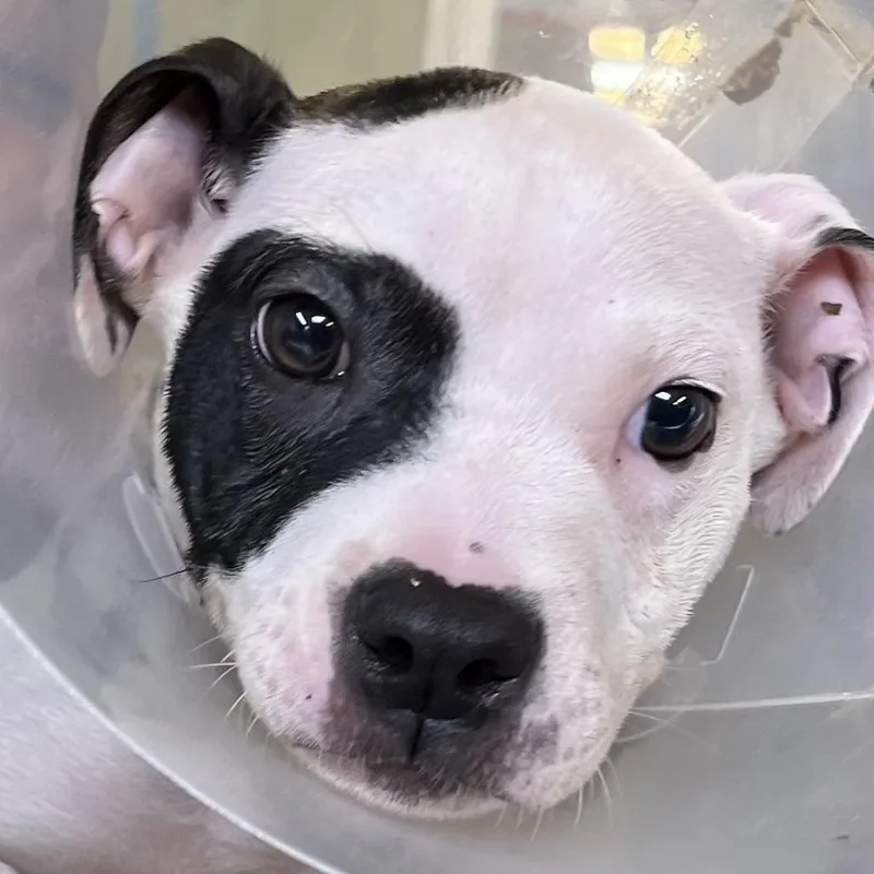 A baby small-sized male White / Cream Pit Bull Terrier dog named Coco Puff for adoption in Baltimore, MD