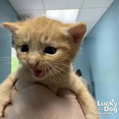 A baby medium-sized male Orange / Red Domestic Short Hair cat named Cillian for adoption in Washington, DC