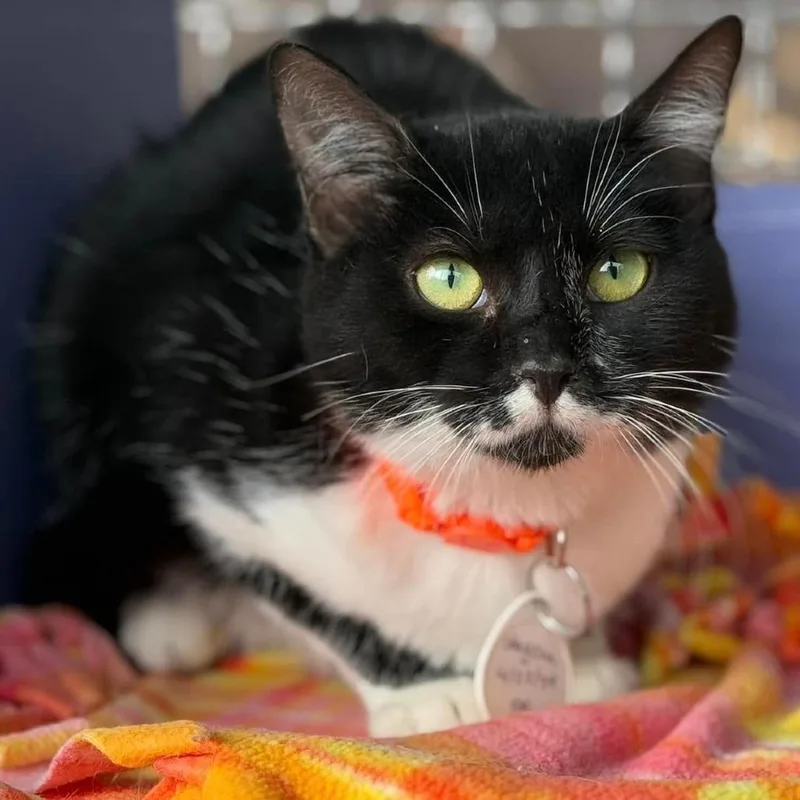 An adult small-sized female Black Domestic Short Hair cat named Stayche for adoption in Tucson, AZ