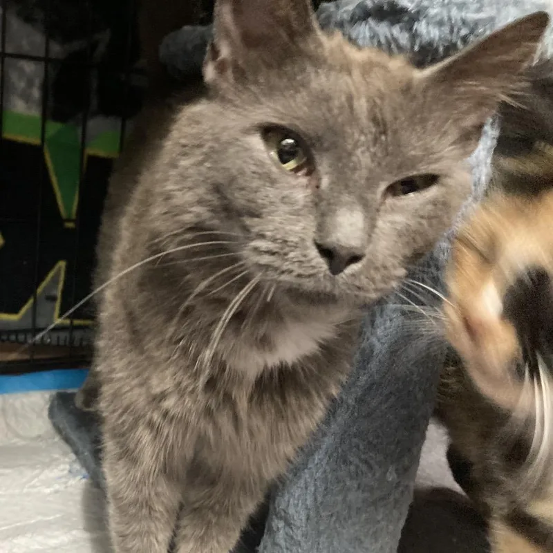 An adult small-sized female Gray / Blue / Silver Domestic Short Hair cat named Ranch for adoption in Irwin, PA