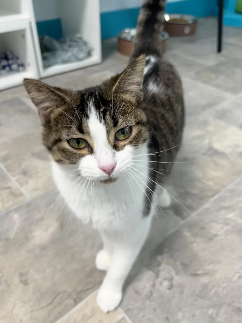 A young medium-sized female Tabby (Brown / Chocolate) Tabby cat named Minnow for adoption in Grand Rapids, MI