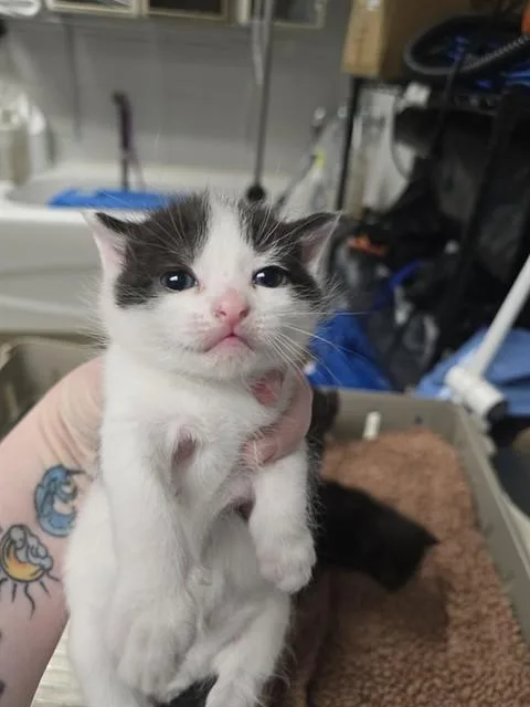A baby small-sized male Domestic Short Hair cat named Prejudice for adoption in Easton, MD