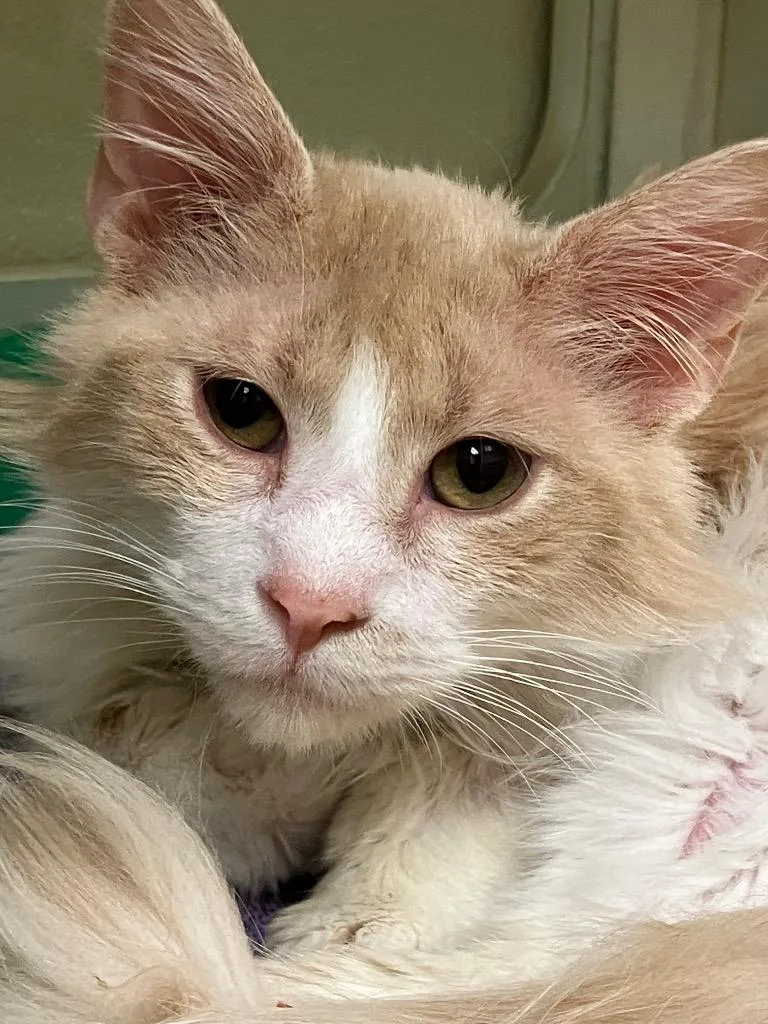 Milo