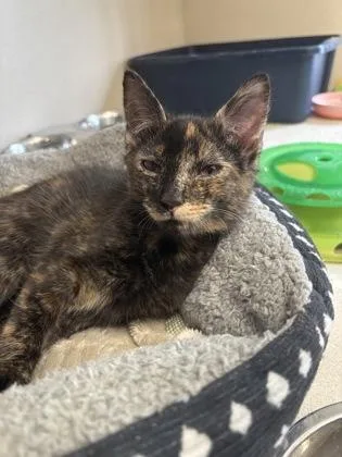 A baby small-sized female Domestic Short Hair cat named Suki I AM for adoption in East Brookfield, MA