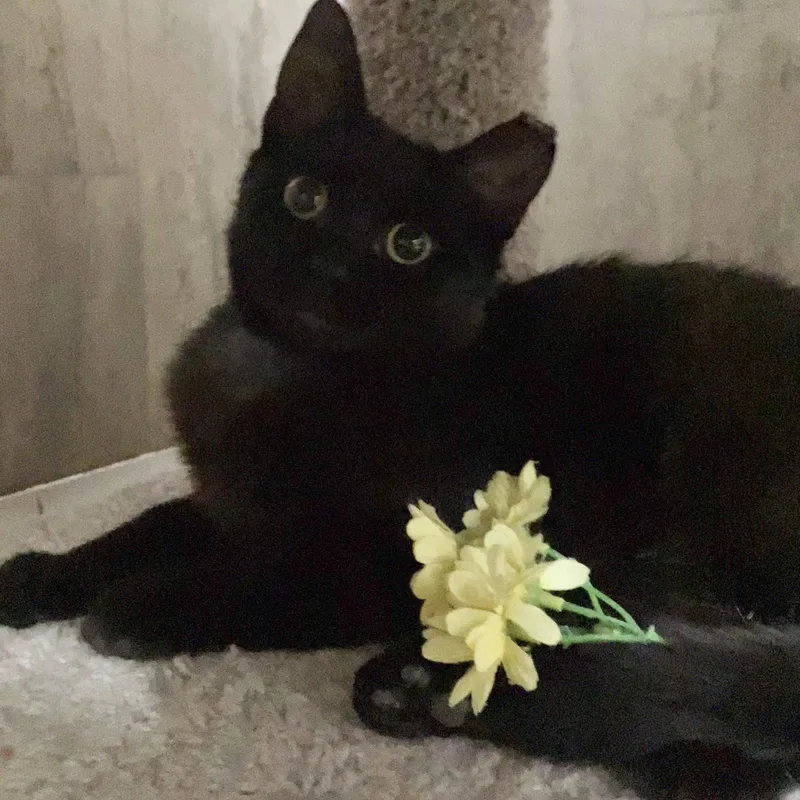 Lilly Lu thumbnail 2