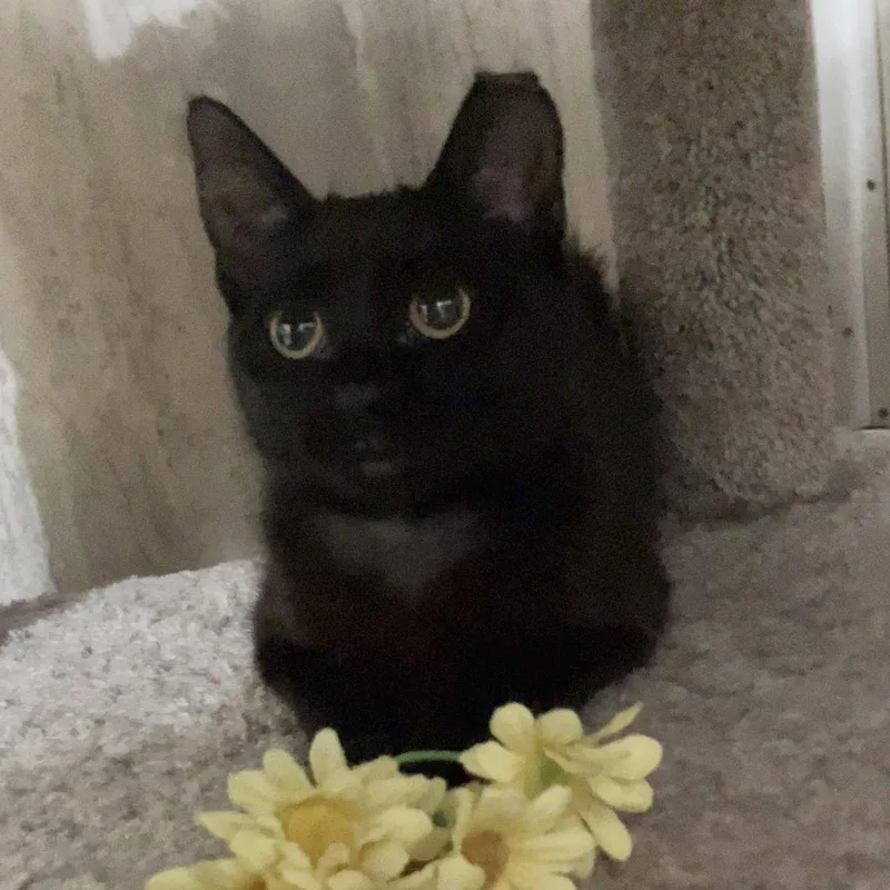 Lilly Lu thumbnail 3