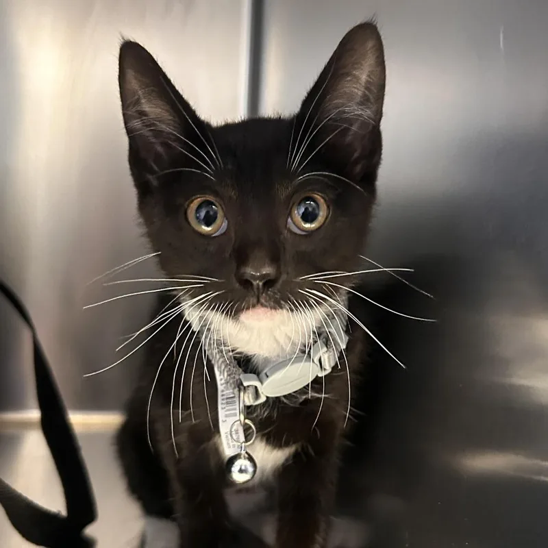 A baby small-sized male Black Domestic Short Hair cat named Smores for adoption in San Gabriel, CA