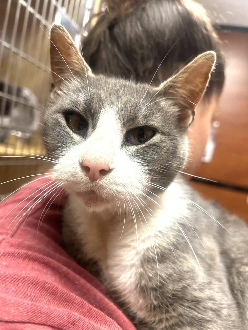 A senior medium-sized male Gray & White Domestic Short Hair cat named Ross for adoption in Fairfax, VA