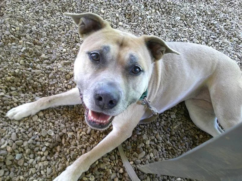 An adult medium-sized female Yellow / Tan / Blond / Fawn Mixed Breed dog named Bambi for adoption in Pegram, TN