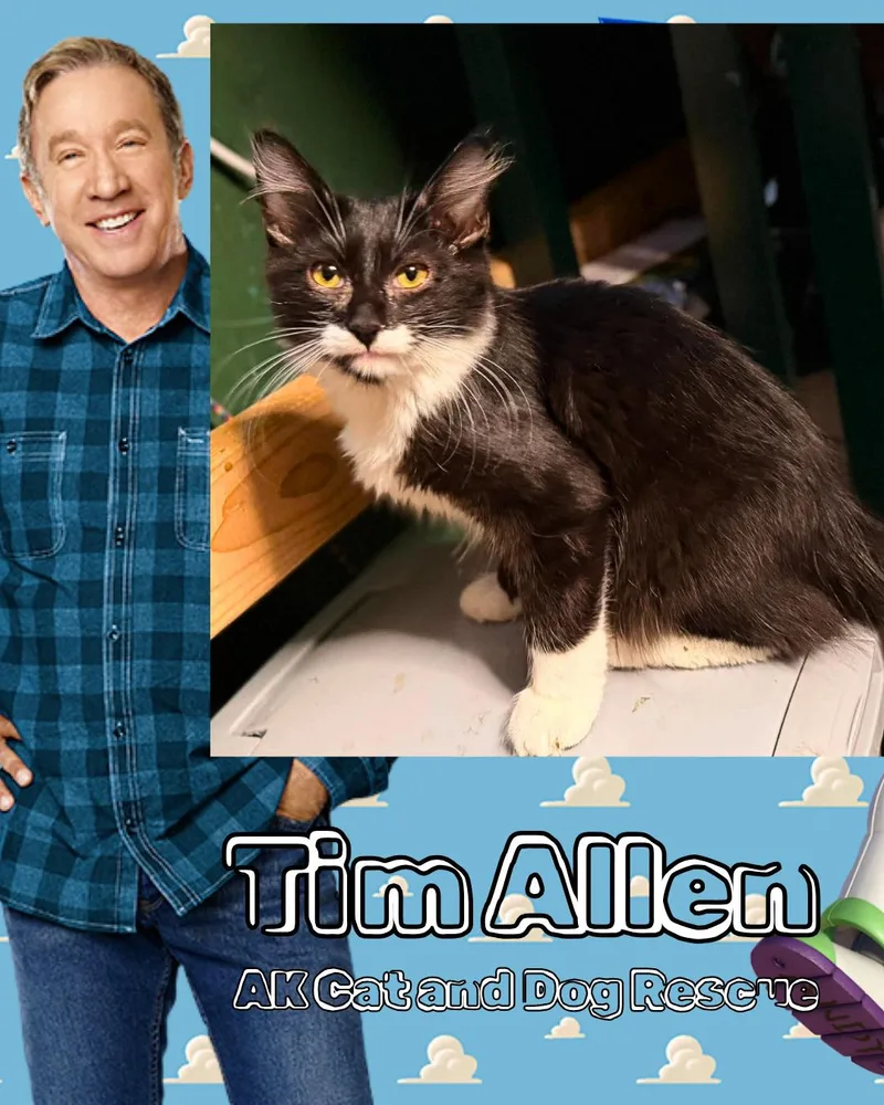 A baby small-sized male Domestic Medium Hair cat named Tim Allen for adoption in Wasilla, AK