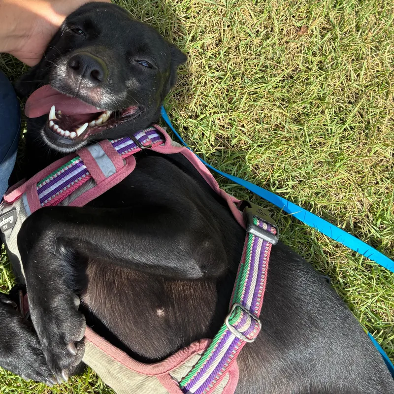 An adult medium-sized female Black Greyhound dog named Stella for adoption in Rio Grande , PR