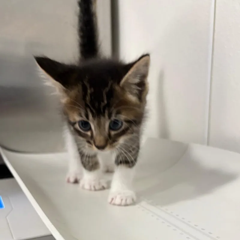 A baby small-sized male Black Domestic Medium Hair cat named Gemini for adoption in Tulsa, OK