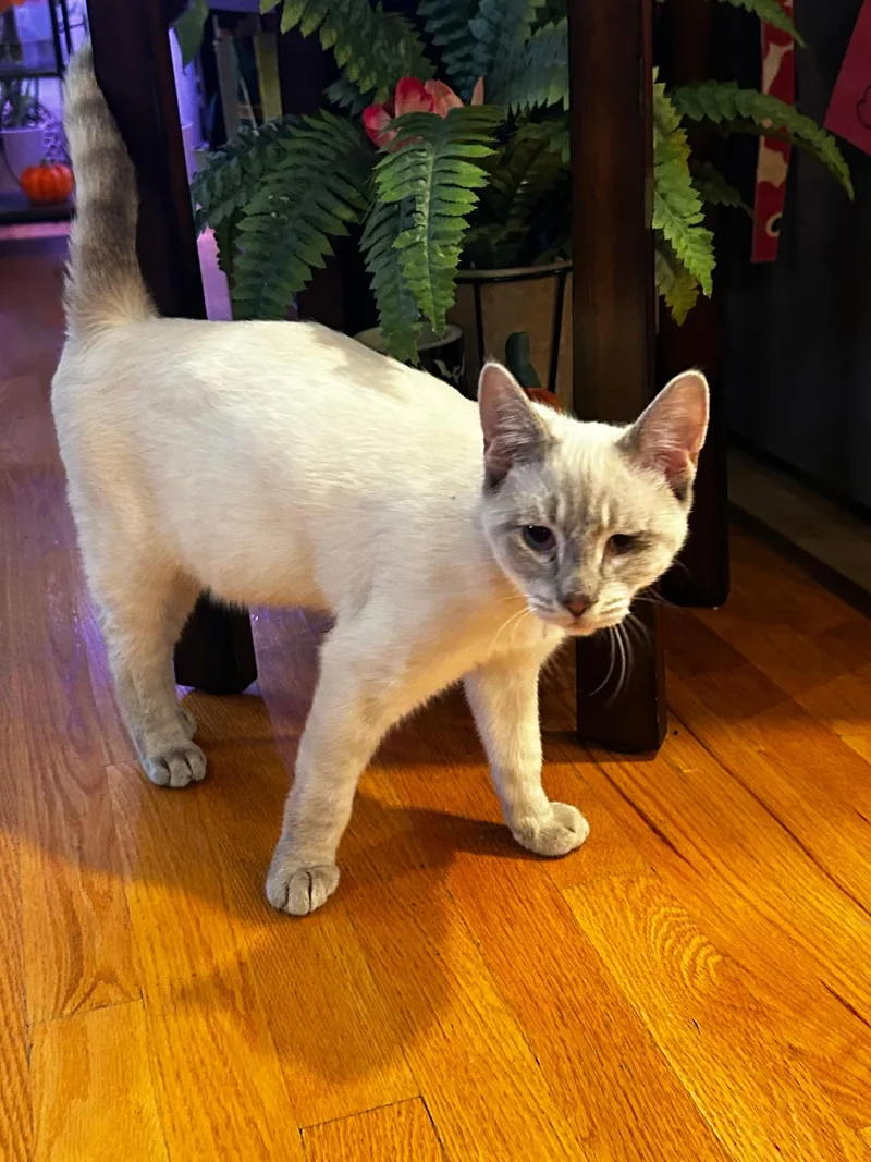A baby large-sized male Siamese cat named Cream for adoption in Succasunna, NJ