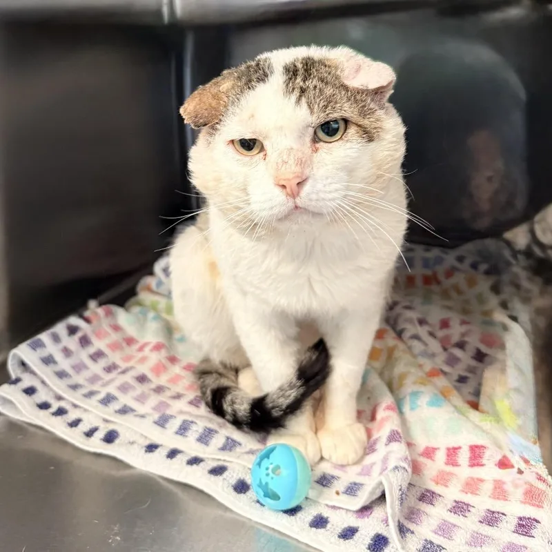An adult large-sized male White Domestic Short Hair cat named Jumba Jookiba for adoption in Palm Springs, CA
