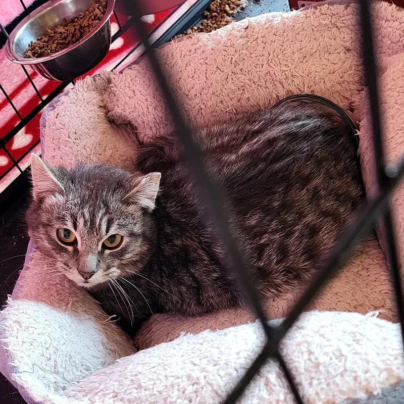 A young small-sized male Domestic Medium Hair cat named Taz for adoption in Grantsville, UT