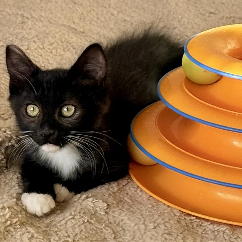 A baby small-sized female Black Domestic Short Hair cat named Shakira for adoption in Los Angeles, CA