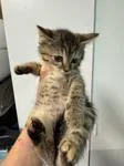 A young medium-sized female Torbie Domestic Short Hair cat named Kaia for adoption in Chico, CA