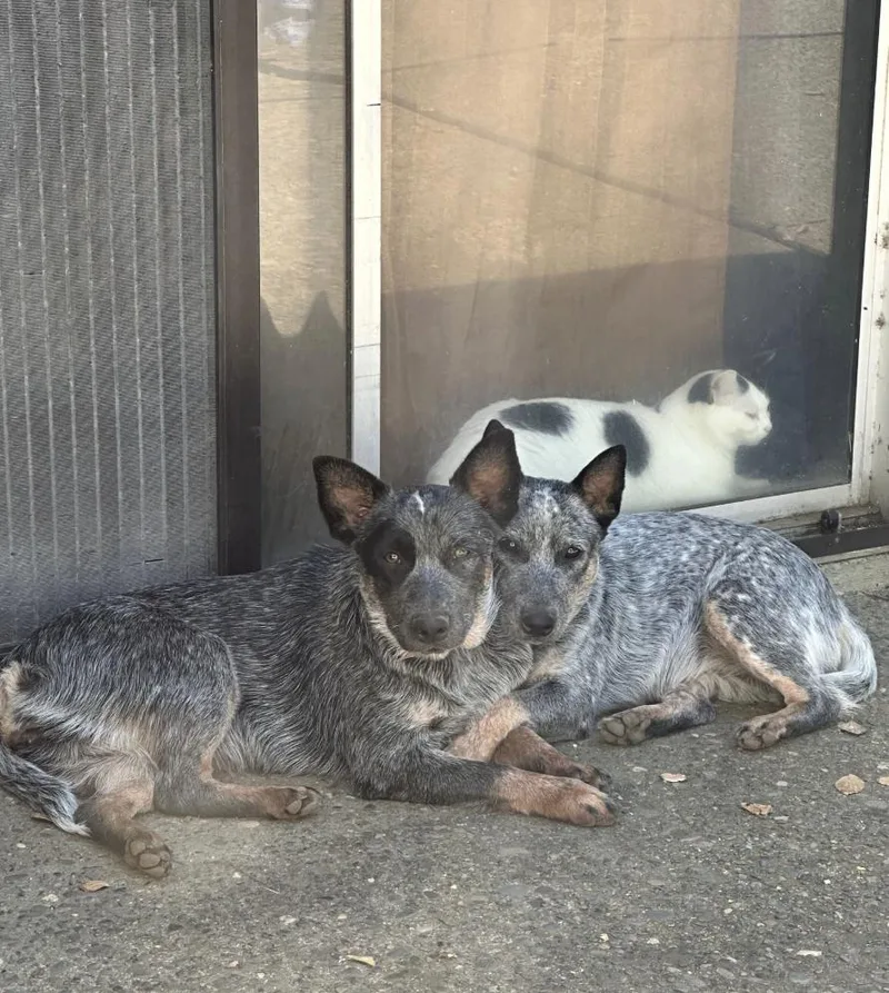 A baby medium-sized female Cattle Dog dog named Sydney & Adelaide for adoption in Davis, CA