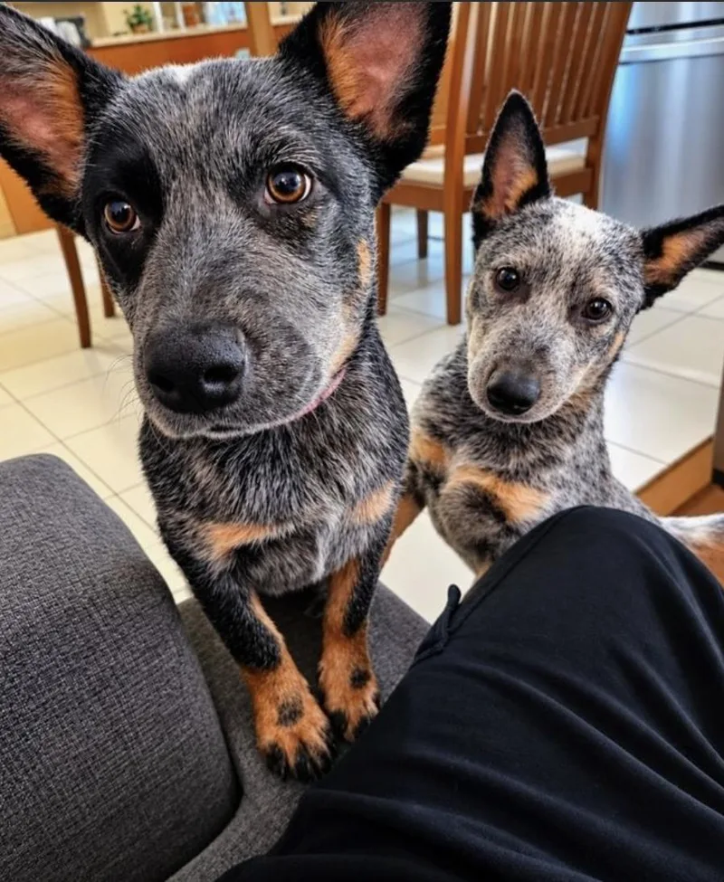Sydney & Adelaide thumbnail 2