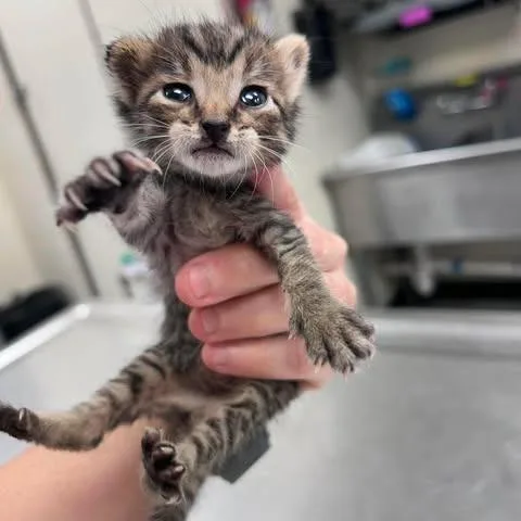 A baby small-sized male Domestic Short Hair cat named Sprout for adoption in Bastrop, TX