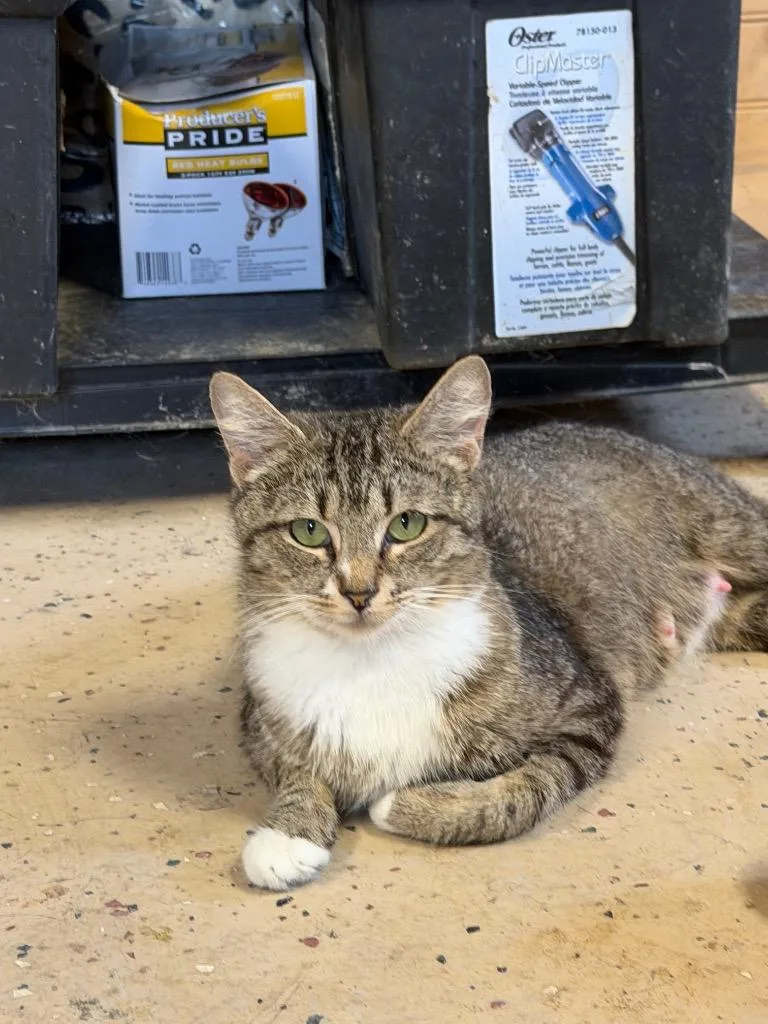 A young medium-sized female Domestic Short Hair cat named Minnie for adoption in Fort Oglethorpe, GA
