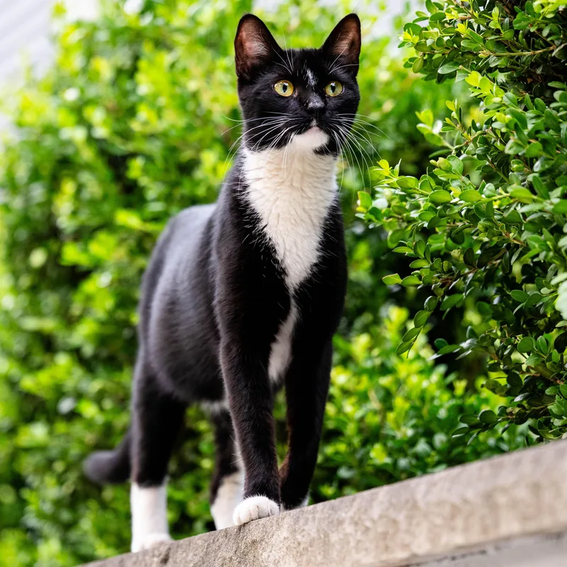 A young medium-sized female Black & White / Tuxedo Domestic Short Hair cat named Saffron for adoption in Jersey City, NJ