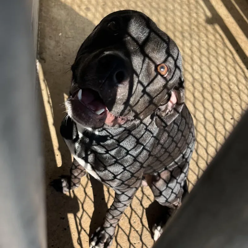 Robert De Niro thumbnail 3