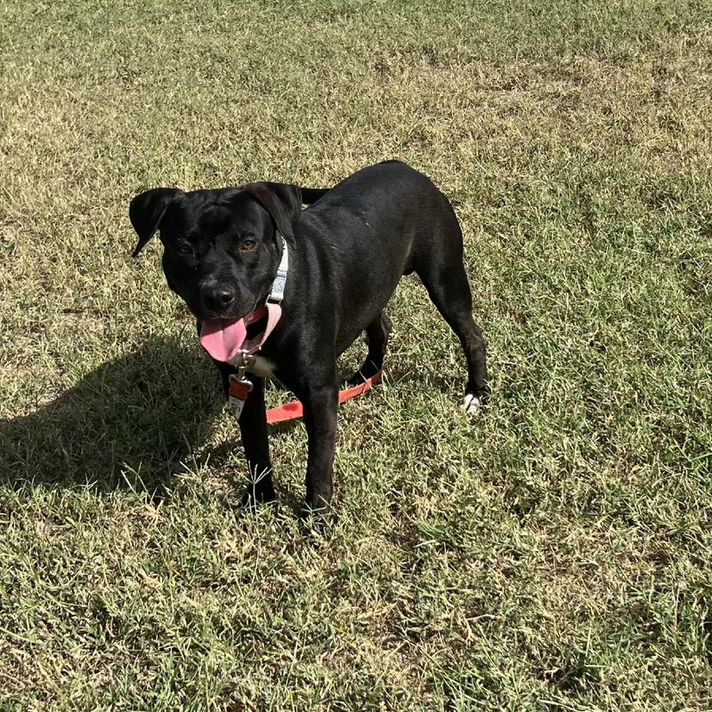 Robert De Niro thumbnail 4