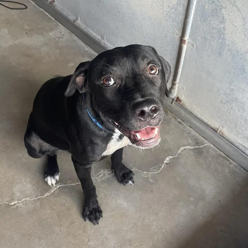 Robert De Niro thumbnail 6