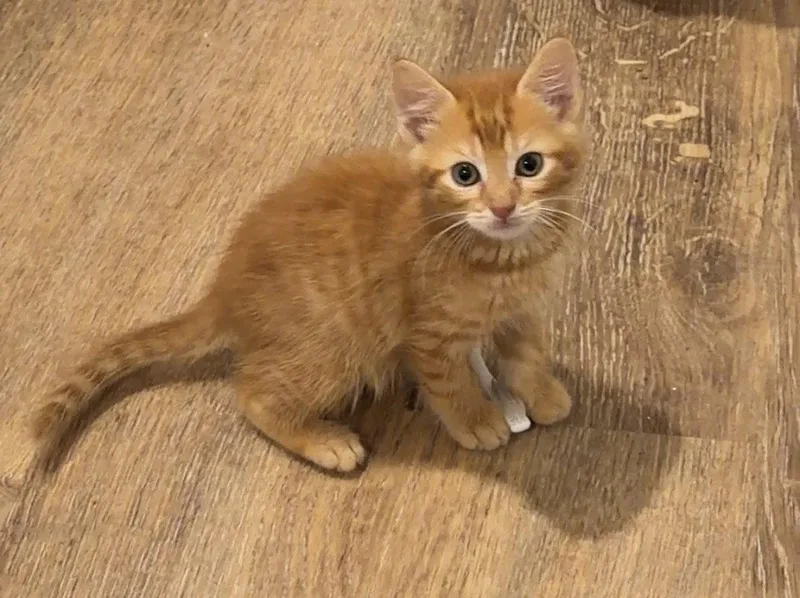 A baby medium-sized male Orange / Red Domestic Short Hair cat named Punkin  Willow Grove for adoption in Greenville, DE