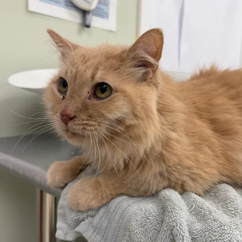 A senior medium-sized female Domestic Long Hair cat named Indy for adoption in East Smithfield , PA