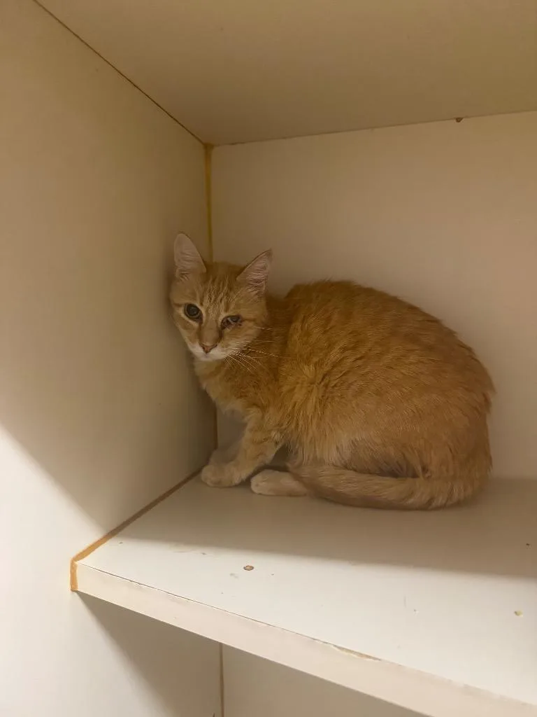 A senior medium-sized female Domestic Short Hair cat named Jen Jen for adoption in Sorrento, LA