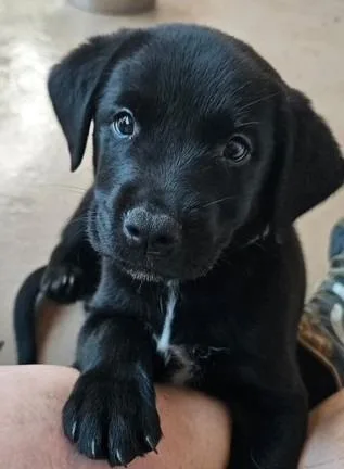 A baby large-sized female Labrador Retriever dog named Puppy for adoption in Austin, TX