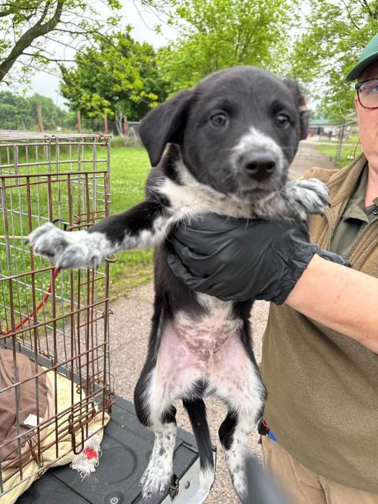A baby medium-sized male Collie dog named Boomer for adoption in Ada, OK