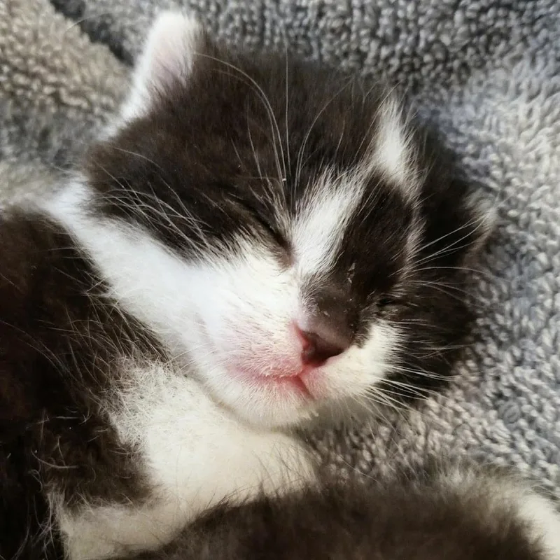 A baby small-sized female Black Domestic Short Hair cat named Surprise for adoption in Brooklyn, NY