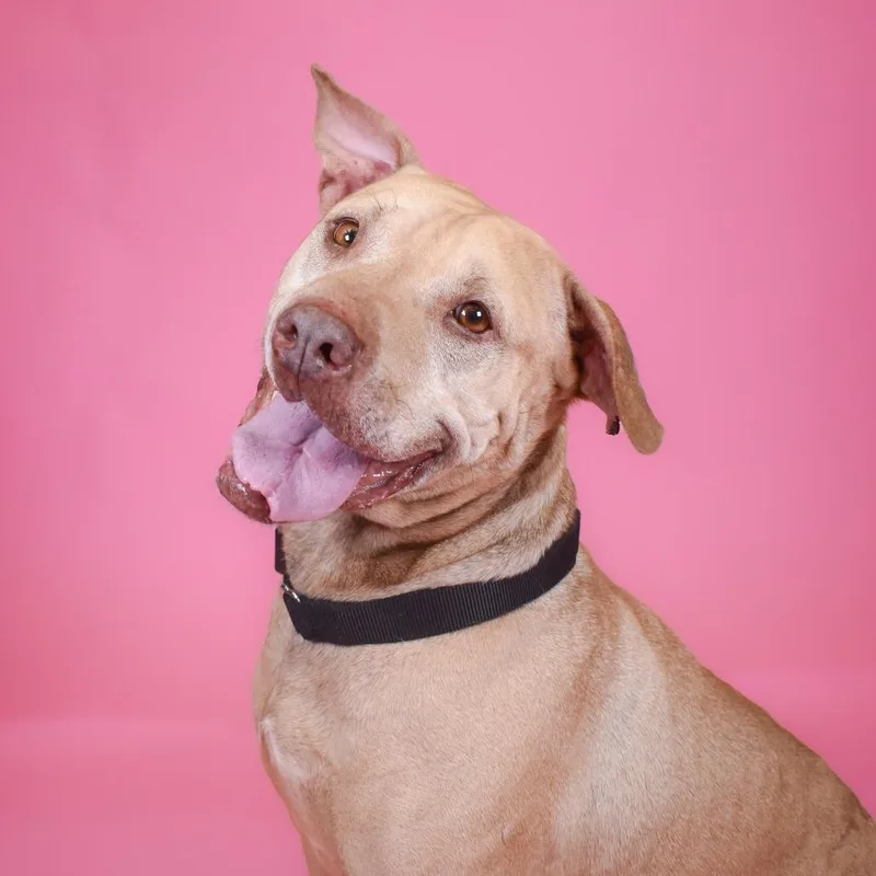 Toothless thumbnail 3