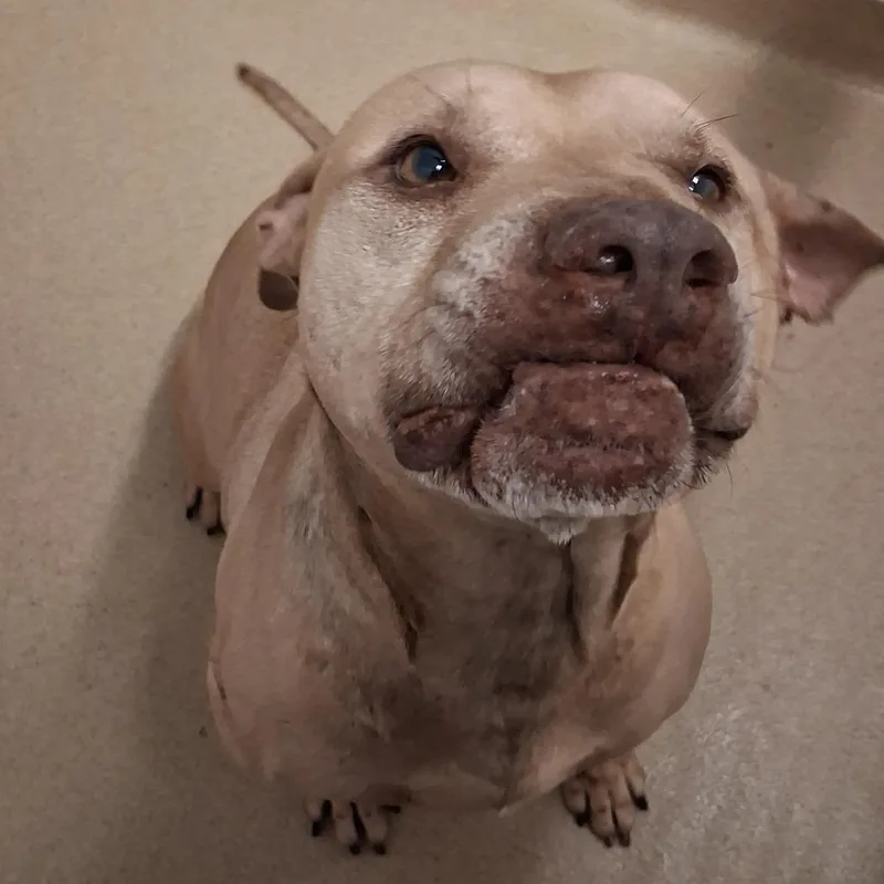 A senior medium-sized male Yellow / Tan / Blond / Fawn American Bulldog dog named Toothless for adoption in West Palm Beach, FL