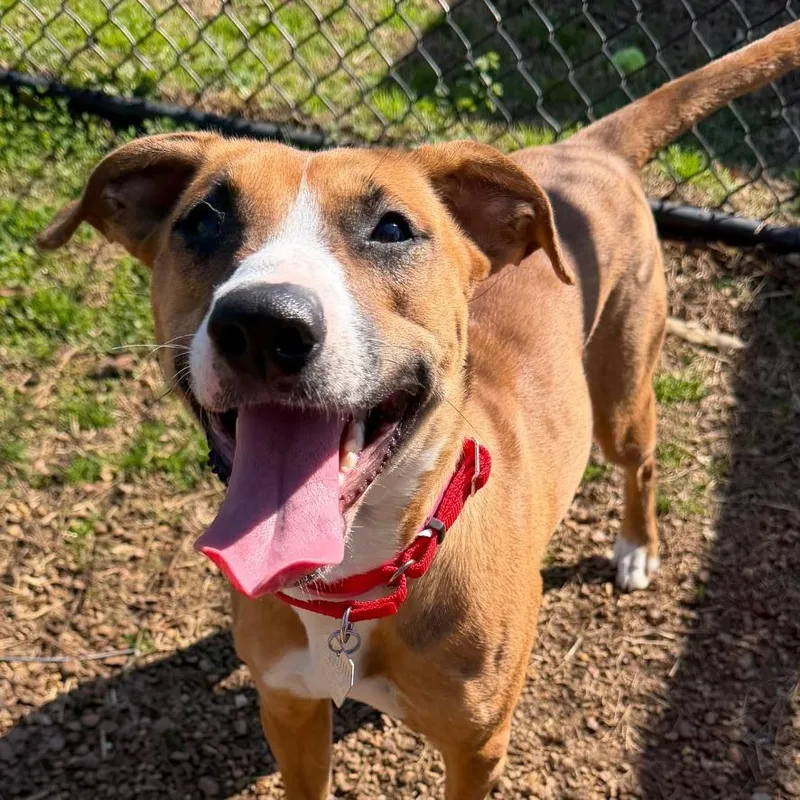 Cinnamon thumbnail 2