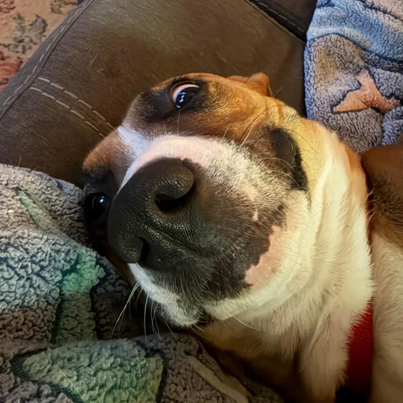 Cinnamon thumbnail 3