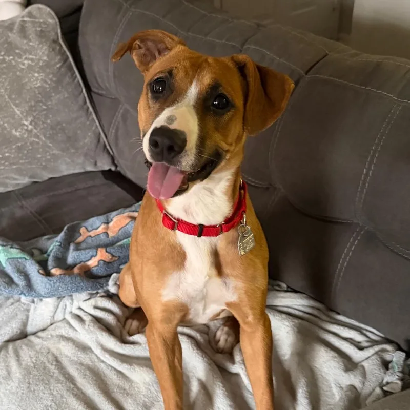 Cinnamon thumbnail 4