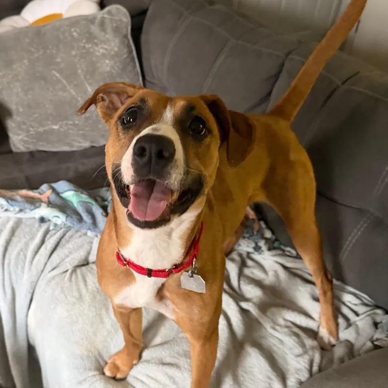 Cinnamon thumbnail 5