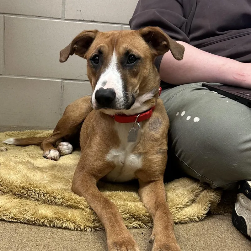 Cinnamon thumbnail 6